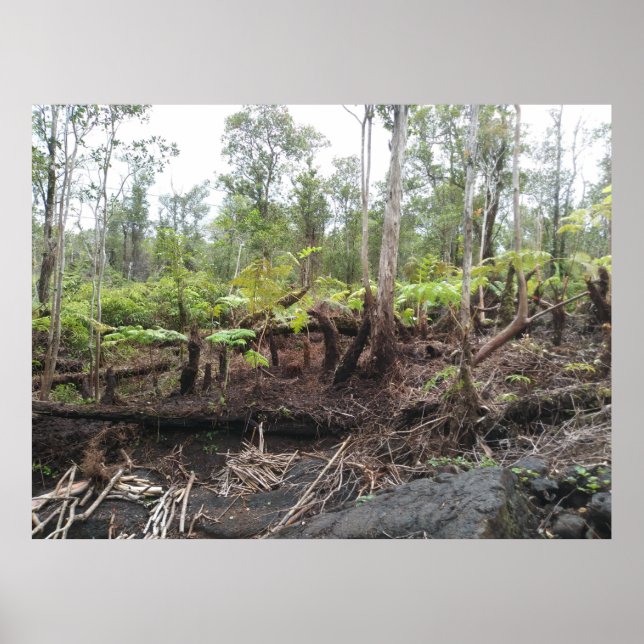 POSTER HAPUU FERNS BIG ISLAND HAWAII (Frente)