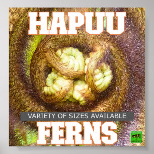 POSTER HAPUU FERNS BIG ISLAND HAWAII
