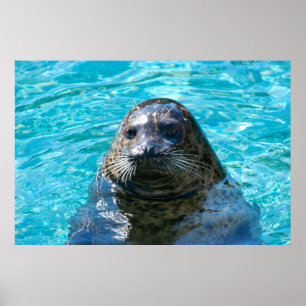 Póster Harbor seal