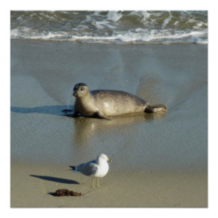 Póster Harbor Seal em La Jolla California