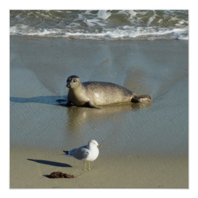 Póster Harbor Seal em La Jolla California (Frente)