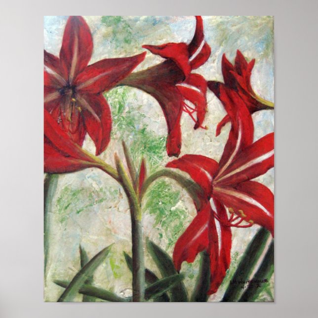 Poster Hardy Amaryllis (Frente)
