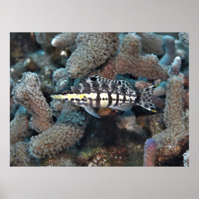 Poster Harlequin Bass (Frente)