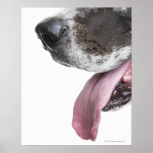 Póster Harlequin de ânsia great dane