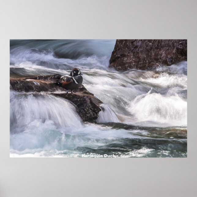 Poster Harlequin Duck (Frente)