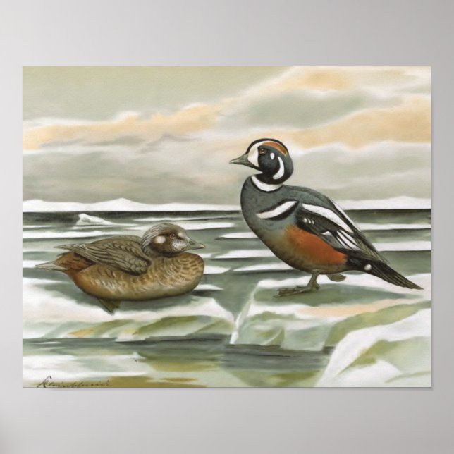 Poster Harlequin Duck (Frente)