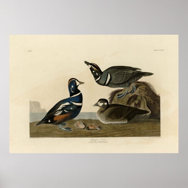 Poster Harlequin Duck - das Aves da América de Audubon (Frente)