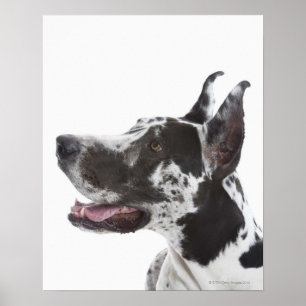 Poster Harlequin great dane