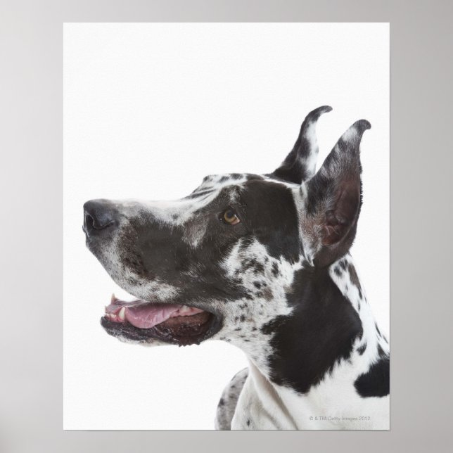 Poster Harlequin Great Dane (Frente)