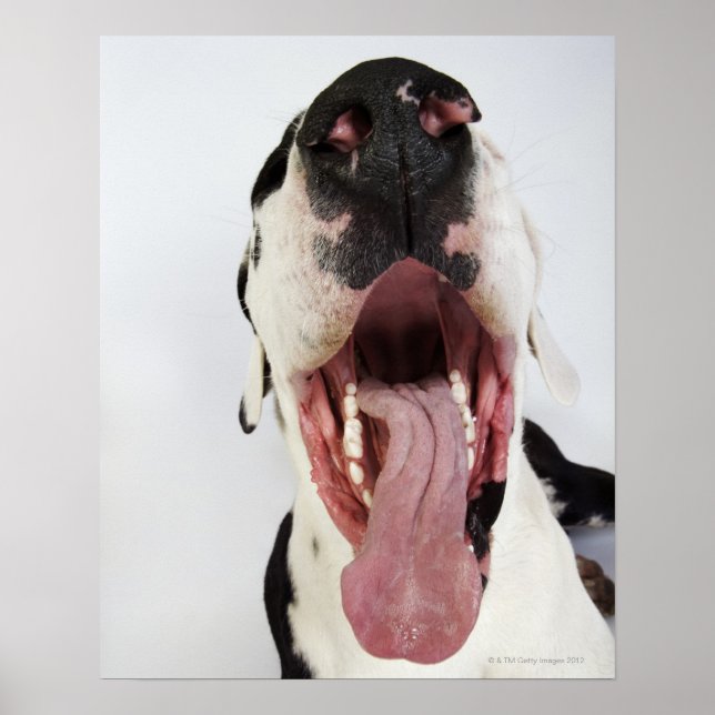 Póster Harlequin Great Dane com boca aberta, perto. (Frente)