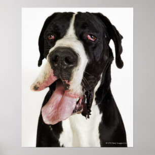 Póster Harlequin great dane, fim-acima no branco
