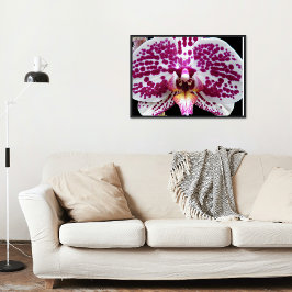 Póster Harlequin Moth Orchid Fotografia Glossy