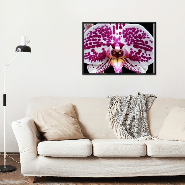 Póster Harlequin Moth Orchid Fotografia Glossy (In Situ)