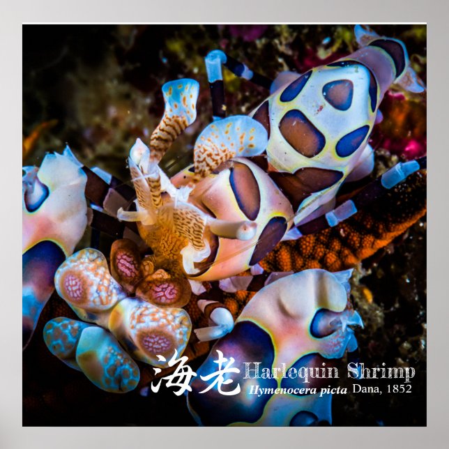 Póster Harlequin Shrimp, Hymenocera picta, (Frente)