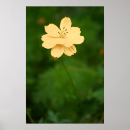 Póster Harmonia Pacífica