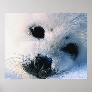 Póster Harp seal pup 2