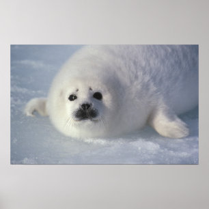 Póster Harpa semanas de idade do groenlandica) do Phoca