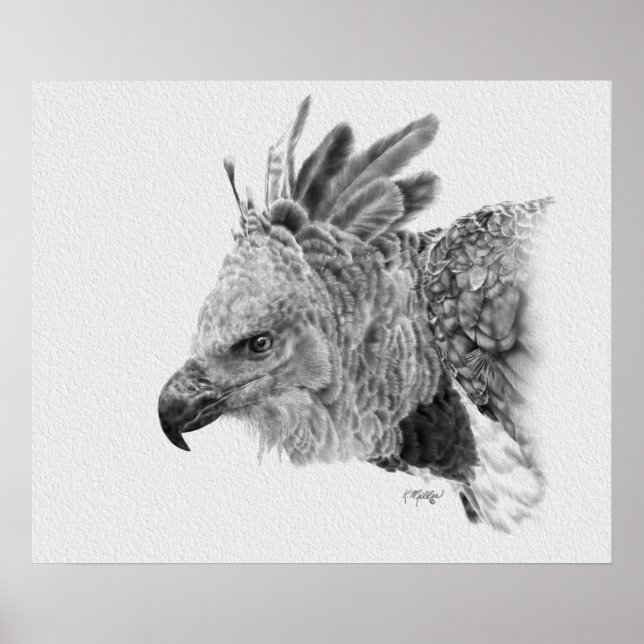 Póster Harpy Eagle Drawing (Frente)