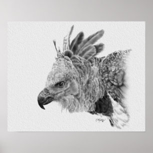Póster Harpy Eagle Drawing