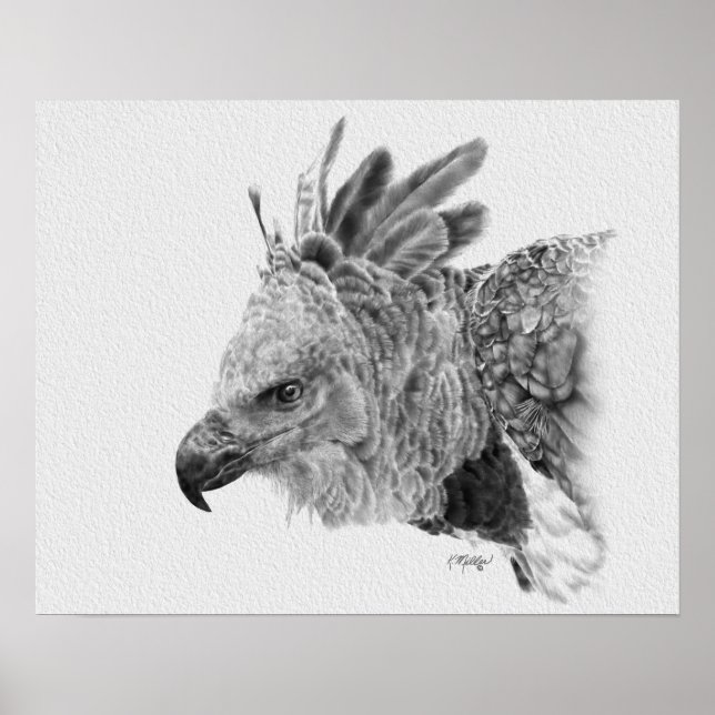 Póster Harpy Eagle Drawing (Frente)