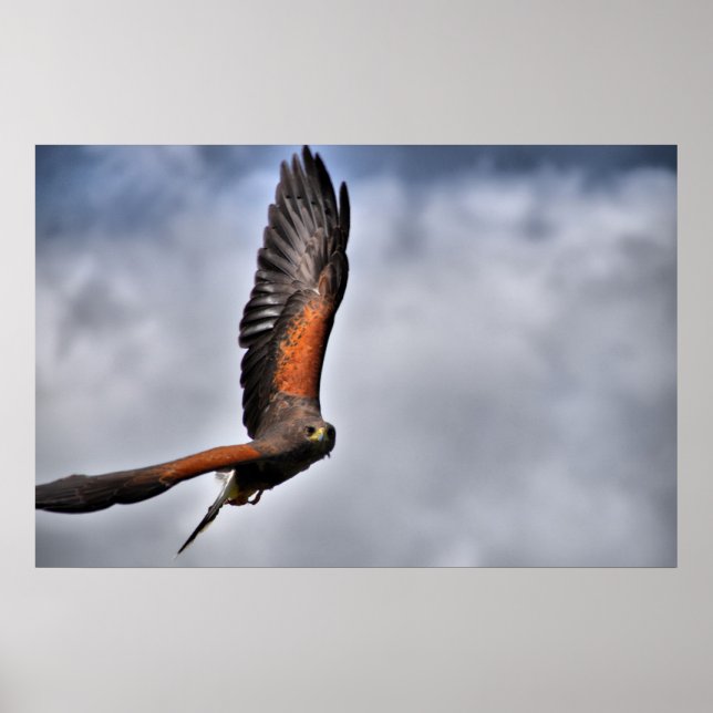 Poster Harris Hawk (Frente)