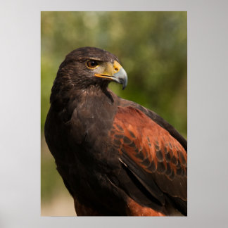 Póster Harris Hawk