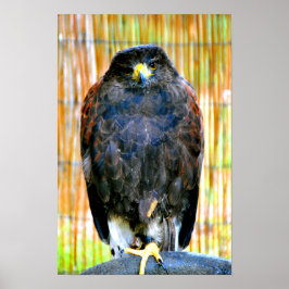 Poster Harris Hawk Bird Of Prey