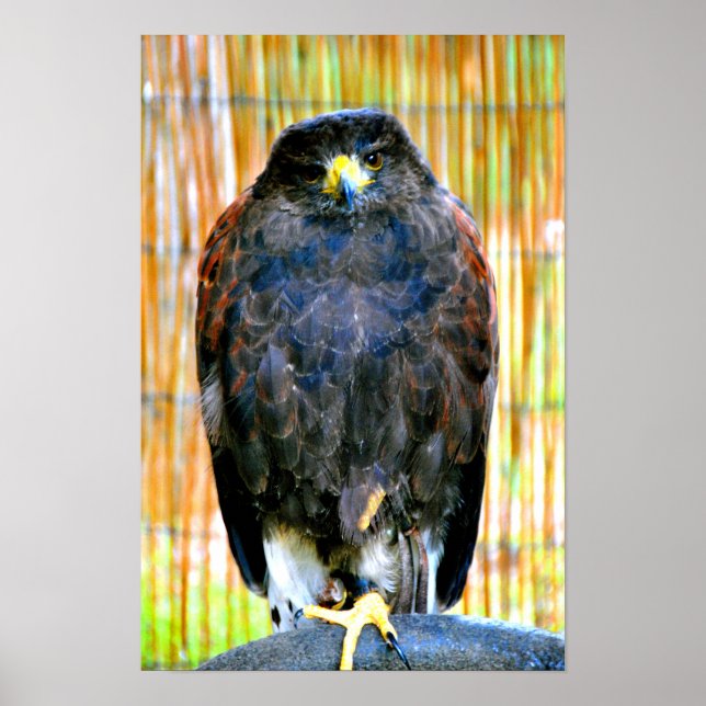 Poster Harris Hawk Bird Of Prey (Frente)