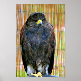 Poster Harris Hawk Bird Of Prey