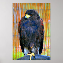 Poster Harris Hawk Bird Of Prey