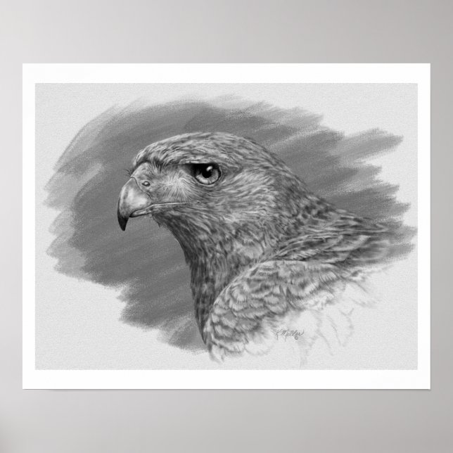 Póster Harris Hawk Drawing (Frente)