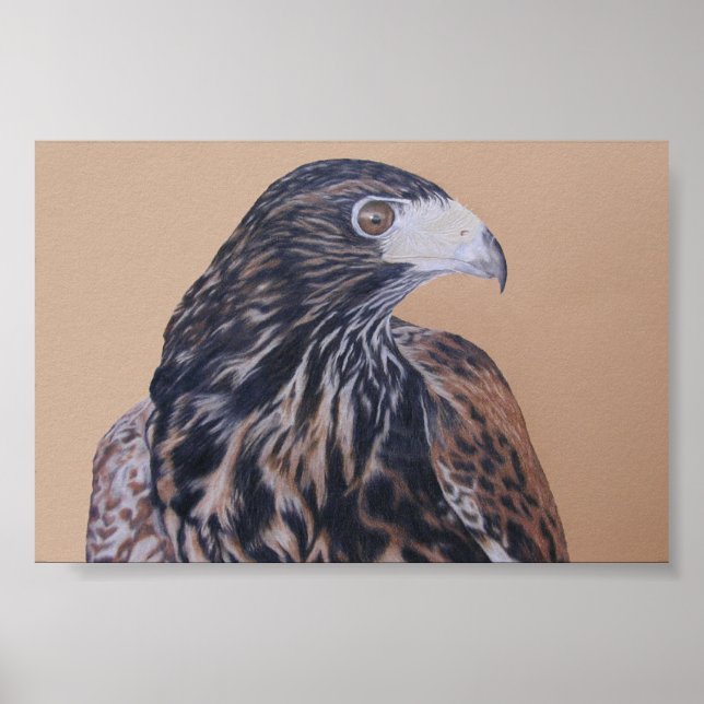Poster Harris Hawk imaturo (Frente)