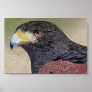 Póster Harris Hawk lápis coloridos