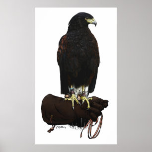 Póster Harris Hawk na luva