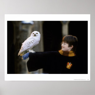 Póster Harry e Hedwig 3