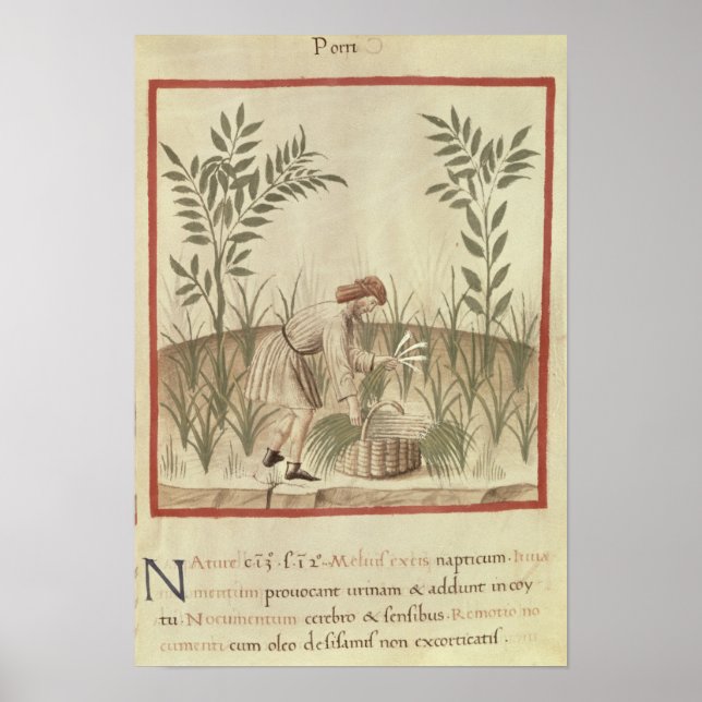Póster Harvesting Leeks, from 'Tacuinum Sanitatis' (Frente)