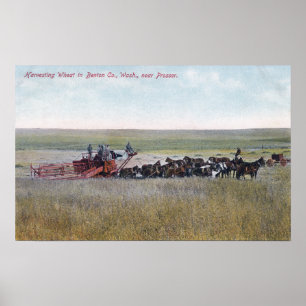 Poster Harvesting Wheat Scene