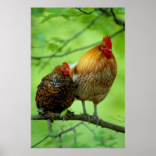 Póster Haushahn mit Henne auf Ast,New Hampshire, Haushuhn
