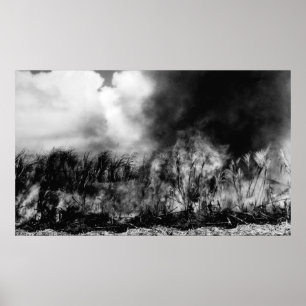 Poster Havaí - ideia do campo do cana-de-açúcar no fog