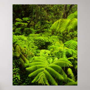 Poster Havaí, Ilha Grande, Vegetação tropical exuberante