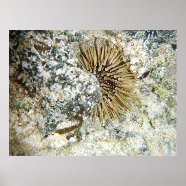 Póster Havaí Sea Urchin (Frente)