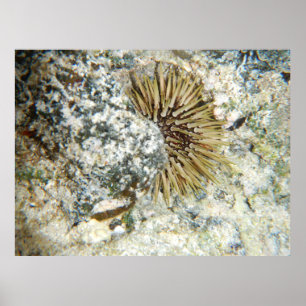 Póster Havaí Sea Urchin