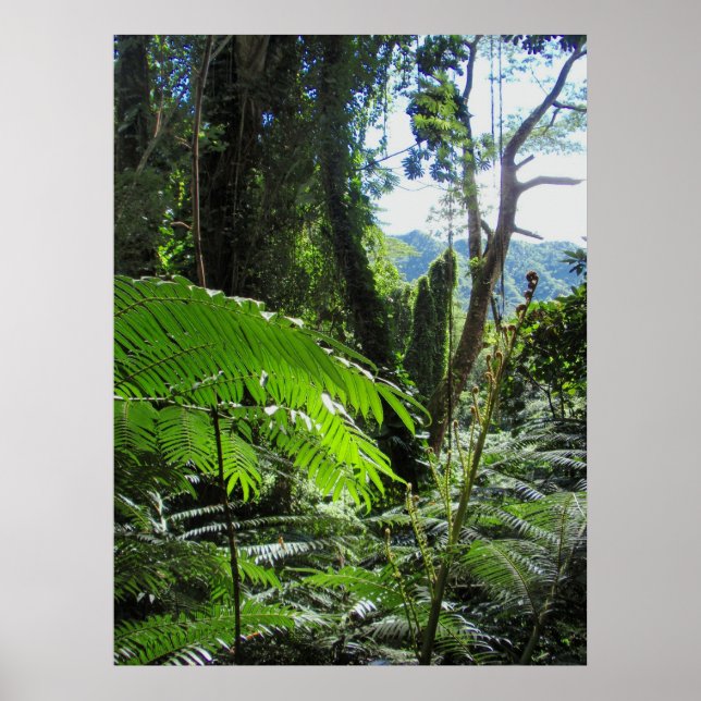 Póster Havaiana Tree Ferns (Frente)
