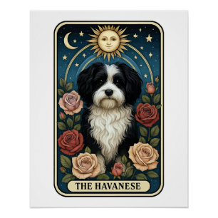 Póster Havanese