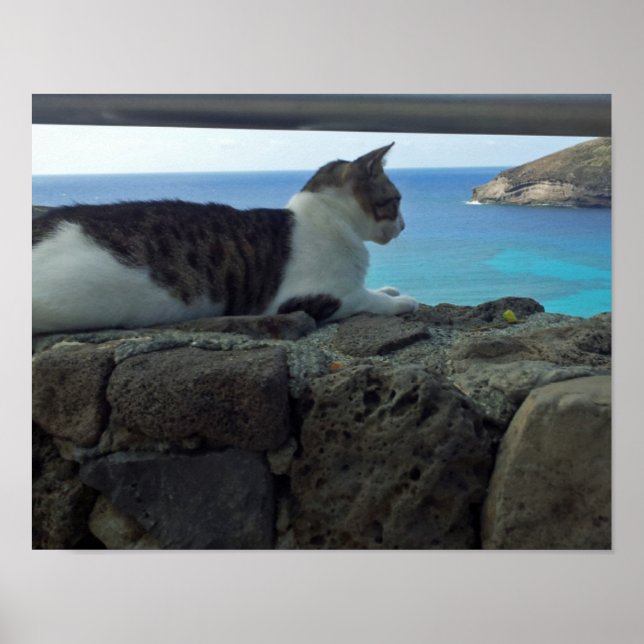 Poster Hawaii Cat (Frente)