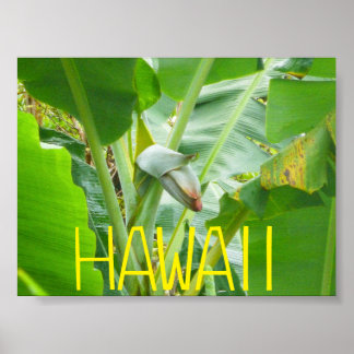 POSTER HAWAII NATURE