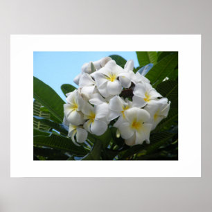 Póster Hawaii Plumeria