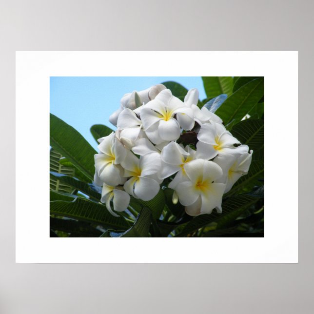 Póster Hawaii Plumeria (Frente)