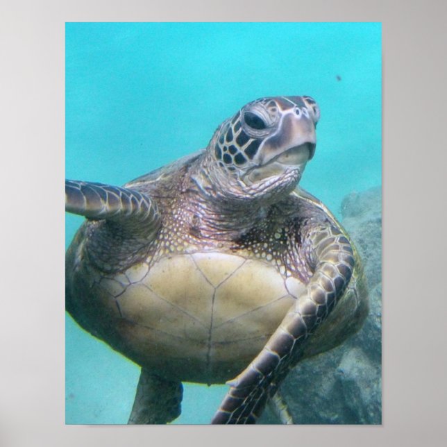 Poster Hawaii Sea Turtle (Frente)
