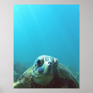 Poster Hawaii Sea Turtle